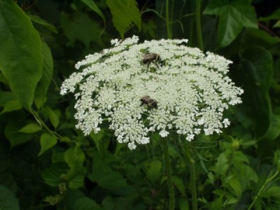 Owen Conservation Park, Madison, WI - Bees on Queen Anne's Lace