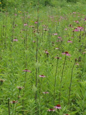 Owen Conservation Park, Madison, WI - Cone Flowers