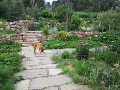 Kitchen Garden & Coop Tour 2014 - San Isidro Permaculture Edible Garden Terraces and Dog