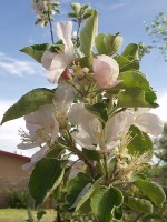 Apple Blossoms