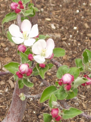 Apple Tree in bloom