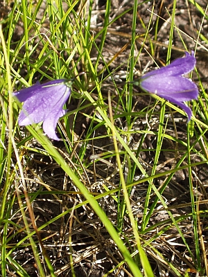 Bluebells of Scotland ~ Harebells