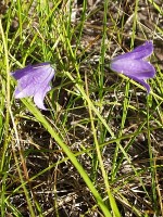 Bluebells of Scotland ~ Harebells