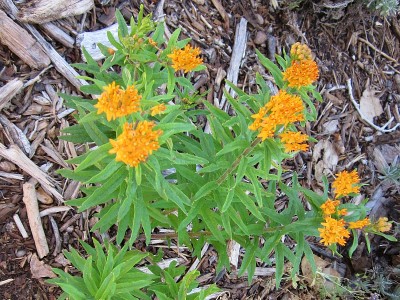 Butterfly Weed Butterfly Weed