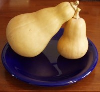 Butternut Squash