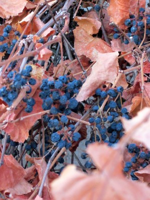 Canyon Grape - Raisins on the Vine Canyon Grape - Raisins on the Vine