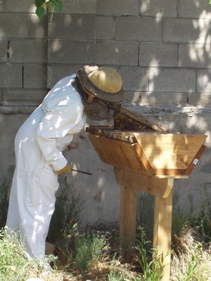 Checking the Beehive