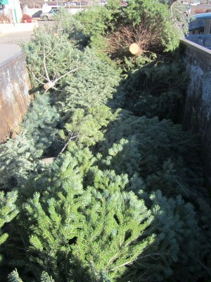 Christmas Tree Recycling Christmas Tree Recycling