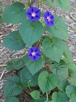 Morning Glory in Bloom Morning Glory in Bloom