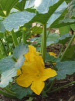 Delicata Squash Blossom
