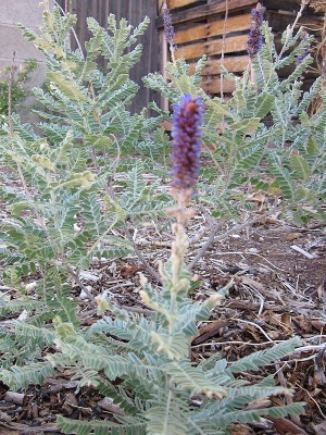 False Indigo Bush False Indigo Bush
