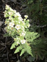 Fernbush blooming