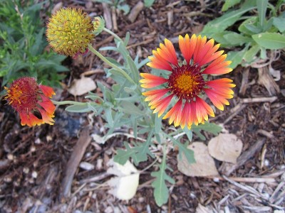 Firewheel - Gaillardia pulchella Firewheel - Gaillardia pulchella