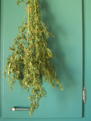 French Tarragon, drying French Tarragon, drying