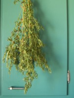 French Tarragon, drying