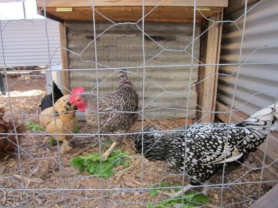 Garden & Coop Tour 2012 - Fancy Chickens Garden & Coop Tour 2012 - Fancy Chickens
