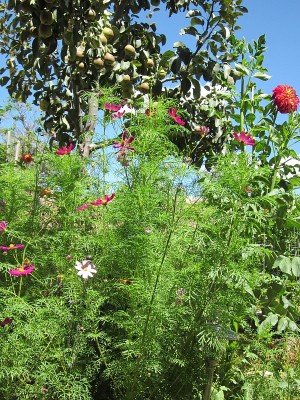 Garden & Coop Tour 2012 - Flowers & Pear Tree