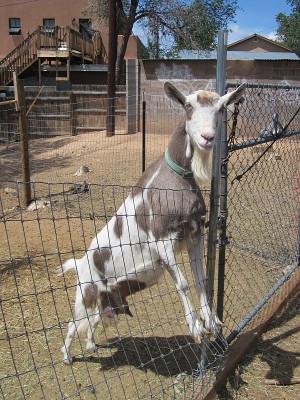 Garden & Coop Tour 2013 - Friendly Goat Garden & Coop Tour 2013 - Friendly Goat