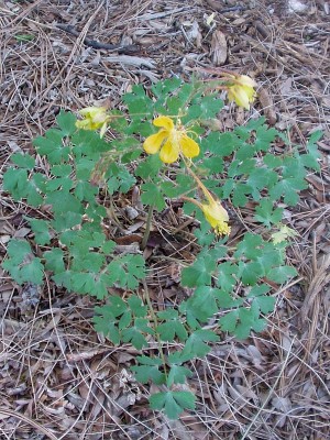 Golden Columbine flowers Golden Columbine flowers