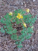 Golden Columbine flowers
