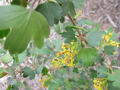 Golden Currant, blooming Golden Currant, blooming