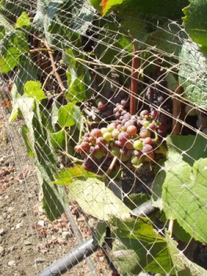 Grape vines at Talley Vineyards Grape vines at Talley Vineyards