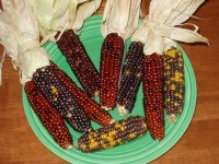 Indian Popcorn ears