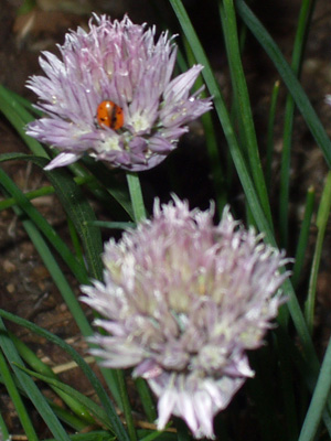 Ladybug on a Chives Blossom Ladybug on a Chives Blossom