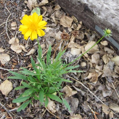 Lanceleaf Coreopsis blooming Lanceleaf Coreopsis blooming