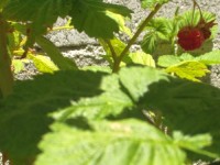 Raspberry - Rubus idaeus