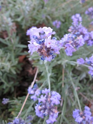 Lavender blooms Lavender blooms