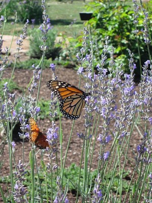 Monarch Butterflies at the Museum Hill Botanical Garden Monarch Butterflies at the Museum Hill Botanical Garden
