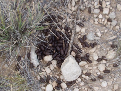Mule Deer Scat Mule Deer Scat
