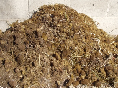 Mule Poop Mule Poop