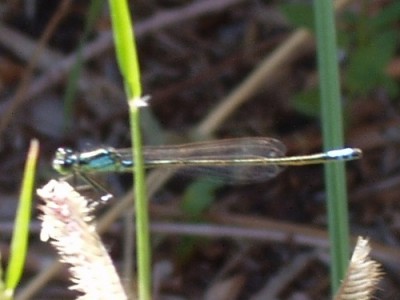 Narrow-Winged Damselfly Narrow-Winged Damselfly
