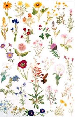 Native Summer and Fall Flowers