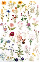 Native Summer and Fall Flowers