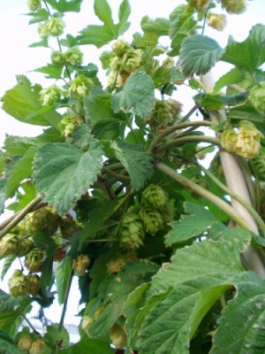 New Mexico Hops New Mexico Hops