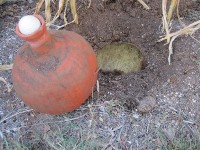 Olla and encircling root bowl