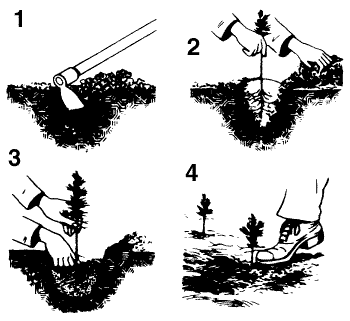 Planting a Bare Root Seedling Planting a Bare Root Seedling