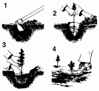 Planting a Bare Root Seedling