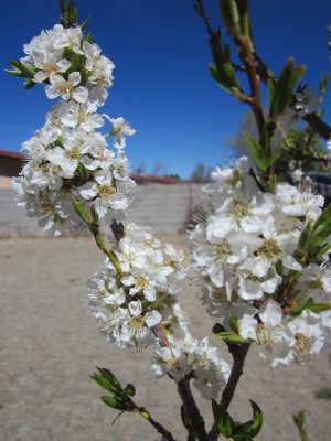 Santa Rosa Plum Tree in Bloom Santa Rosa Plum Tree in Bloom