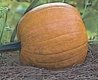 Pumpkin in repose