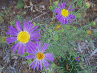 Purple Aster