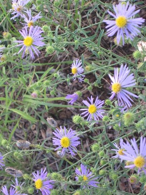 Purple Asters - Machaeranthera bigelovii