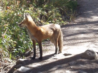 Red Fox in Rocky Mountain National Park Red Fox in Rocky Mountain National Park