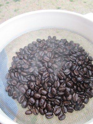 Roasting Coffee - cooling beans Roasting Coffee - cooling beans