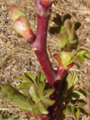 Rose bush Leaf buds opening Rose bush Leaf buds opening