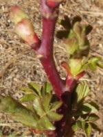 Rose bush Leaf buds opening