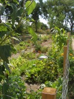 Santa Fe Railyard Community Garden 2009